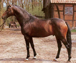 mahagoni