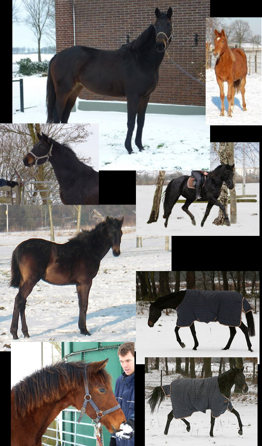 kerst-1