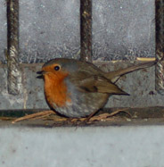 robin61