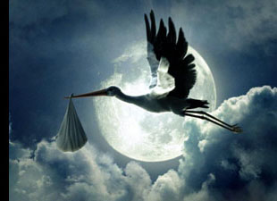 stork