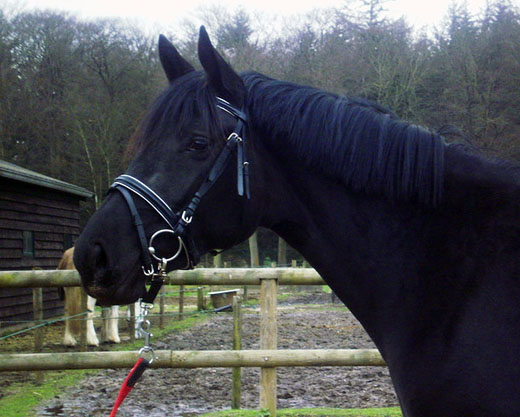 Cryssie 5