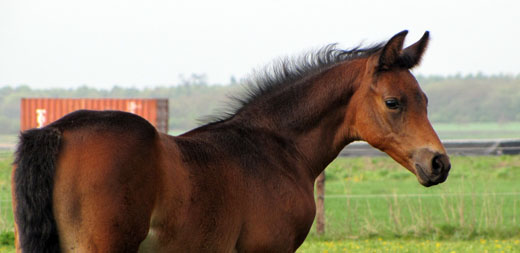 kaslan67