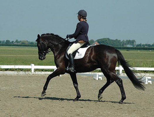 dressuur033 dressuur033
