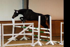flicka_2711_2