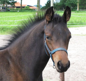 kaslan