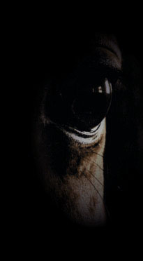eye eye
