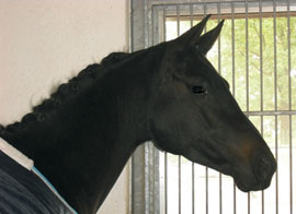 flicka4