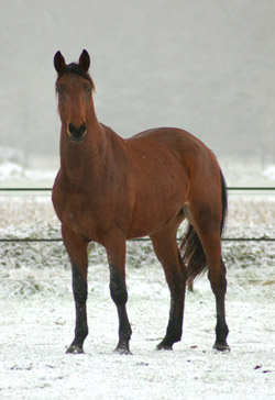 sneeuw_ex